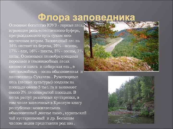 Флора заповедника Основное богатство ЮУЗ - горные леса, играющие роль естественного буфера, преграждающего путь