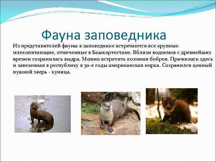 Фауна заповедника Из представителей фауны в заповеднике встречаются все крупные млекопитающие, отмеченные в Башкортостане.