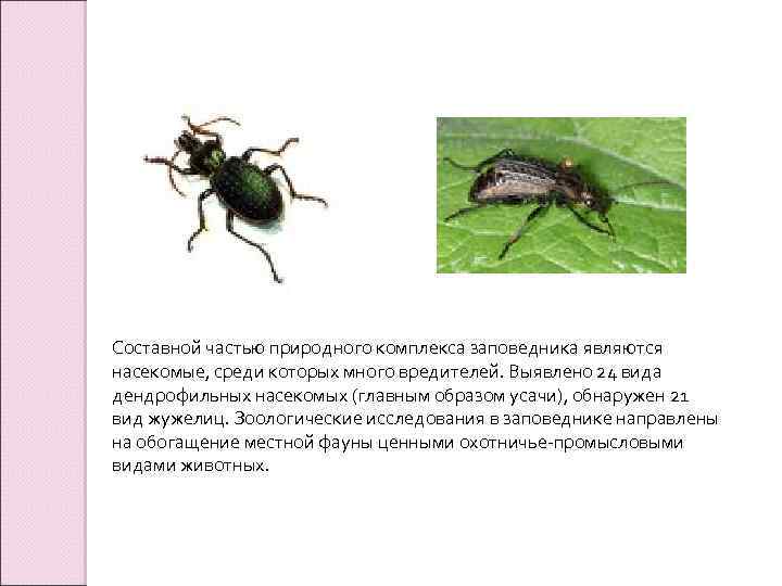 Составной частью природного комплекса заповедника являются насекомые, среди которых много вредителей. Выявлено 24 вида