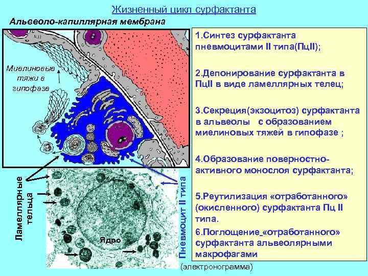 Жизненный цикл сурфактанта Альвеоло-капиллярная мембрана 1. Синтез сурфактанта пневмоцитами II типа(Пц. II); Миелиновые тяжи