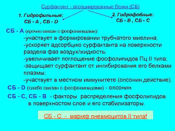 Сурфактант - ассоциированные белки (СБ) 1. Гидрофильные: CБ - А , СБ - D
