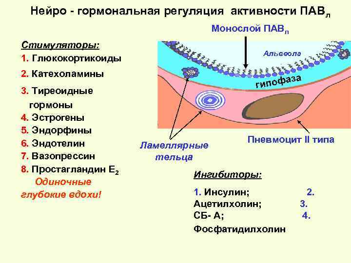 Нейро - гормональная регуляция активности ПАВл Монослой ПАВл Стимуляторы: 1. Глюкокортикоиды Альвеола 2. Катехоламины
