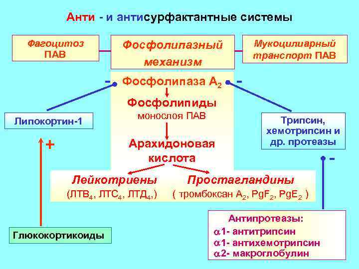 Анти - и антисурфактантные системы Фагоцитоз ПАВ Мукоцилиарный транспорт ПАВ Фосфолипазный механизм - Фосфолипаза