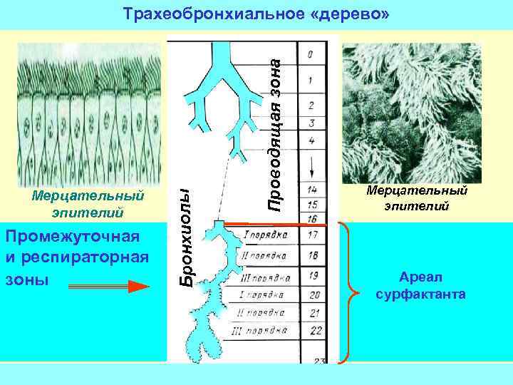 Промежуточная и респираторная зоны Проводящая зона Мерцательный эпителий Бронхиолы Трахеобронхиальное «дерево» Мерцательный эпителий Ареал