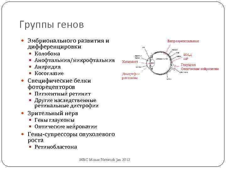 Группы генов Эмбрионального развития и дифференцировки Колобома Анофтальмия/микрофтальмия Аниридия Косоглазие Специфические белки фоторецепторов Пигментный
