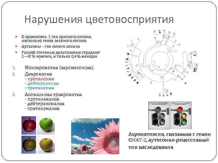 Нарушения цветовосприятия 1. 2. 3. Х-хромосома: 1 ген красного опсина, несколько генов зеленого опсина