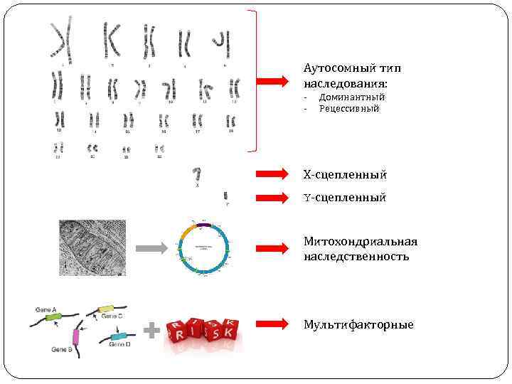 Аутосомный тип наследования: - Доминантный Рецессивный Х-сцепленный Y-сцепленный Митохондриальная наследственность Мультифакторные 