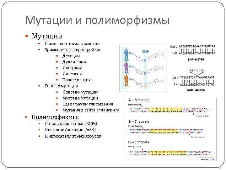 Мутации и полиморфизмы Мутации Изменение числа хромосом Хромосомные перестройки: Делеции Дупликации Инсерции Инверсии Транслокации