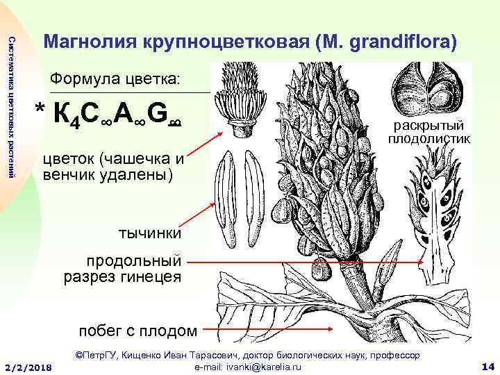 Какой отдел изображен на рисунке. Магнолия плоды многолистовка. Магнолия крупноцветковая строение. Плод магнолии строение. Магнолия крупноцветковая плод.