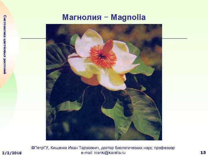 Систематика цветковых растений 2/2/2018 Магнолия − Magnolia ©Петр. ГУ, Кищенко Иван Тарасович, доктор биологических