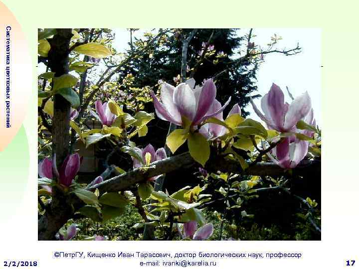 Систематика цветковых растений 2/2/2018 ©Петр. ГУ, Кищенко Иван Тарасович, доктор биологических наук, профессор e-mail: