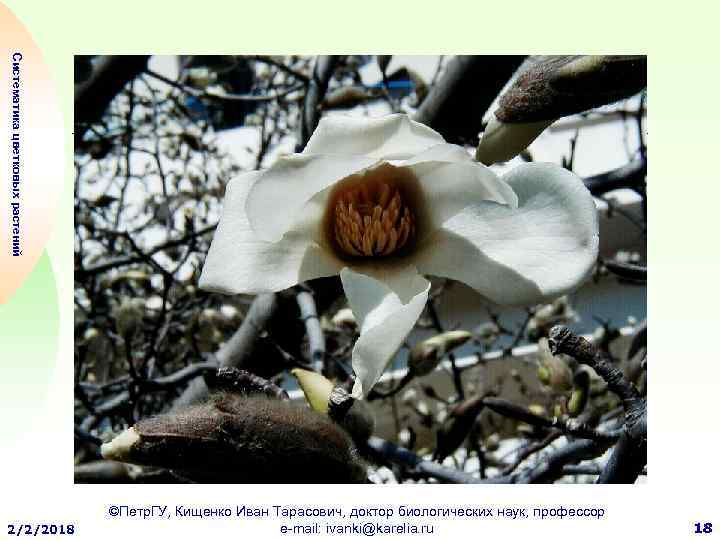 Систематика цветковых растений 2/2/2018 ©Петр. ГУ, Кищенко Иван Тарасович, доктор биологических наук, профессор e-mail: