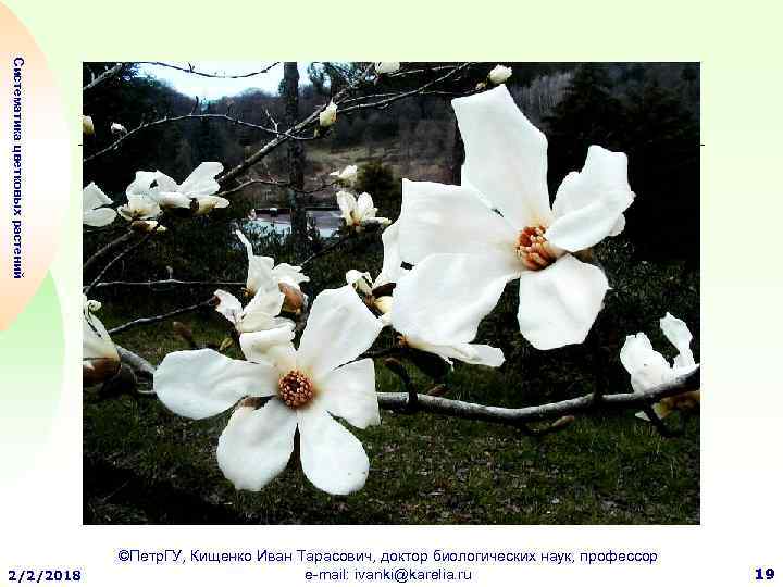 Систематика цветковых растений 2/2/2018 ©Петр. ГУ, Кищенко Иван Тарасович, доктор биологических наук, профессор e-mail:
