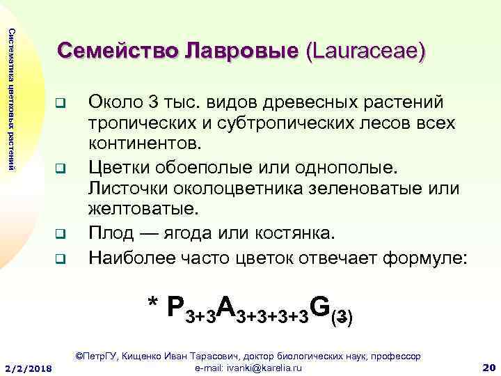 Систематика цветковых растений Семейство Лавровые (Lauraceae) q q Около 3 тыс. видов древесных растений