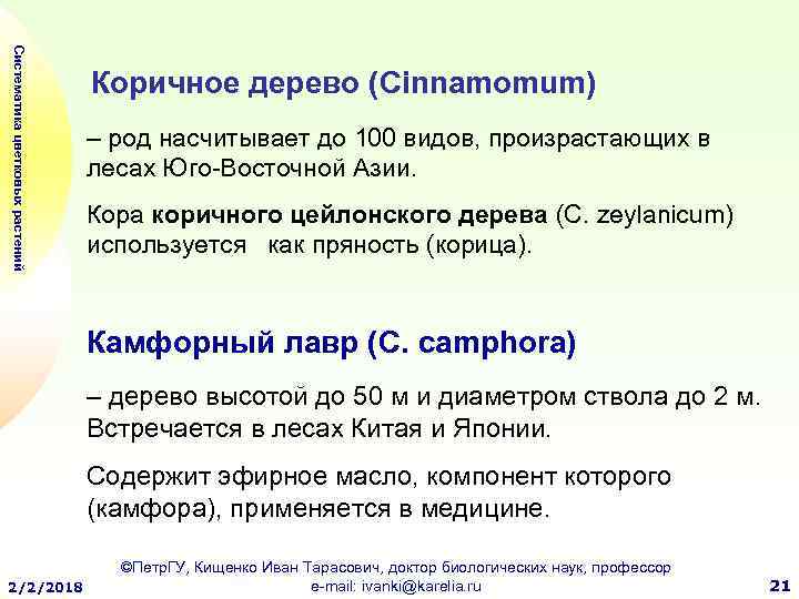 Систематика цветковых растений Коричное дерево (Cinnamomum) – род насчитывает до 100 видов, произрастающих в