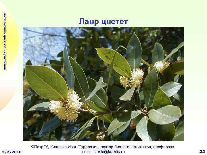 Систематика цветковых растений 2/2/2018 Лавр цветет ©Петр. ГУ, Кищенко Иван Тарасович, доктор биологических наук,