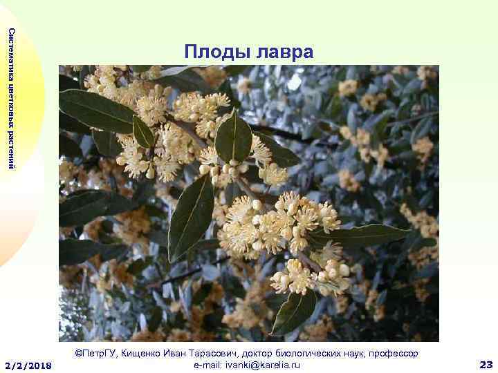 Систематика цветковых растений 2/2/2018 Плоды лавра ©Петр. ГУ, Кищенко Иван Тарасович, доктор биологических наук,