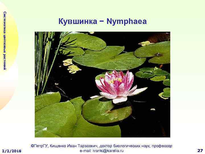Систематика цветковых растений 2/2/2018 Кувшинка − Nymphaea ©Петр. ГУ, Кищенко Иван Тарасович, доктор биологических