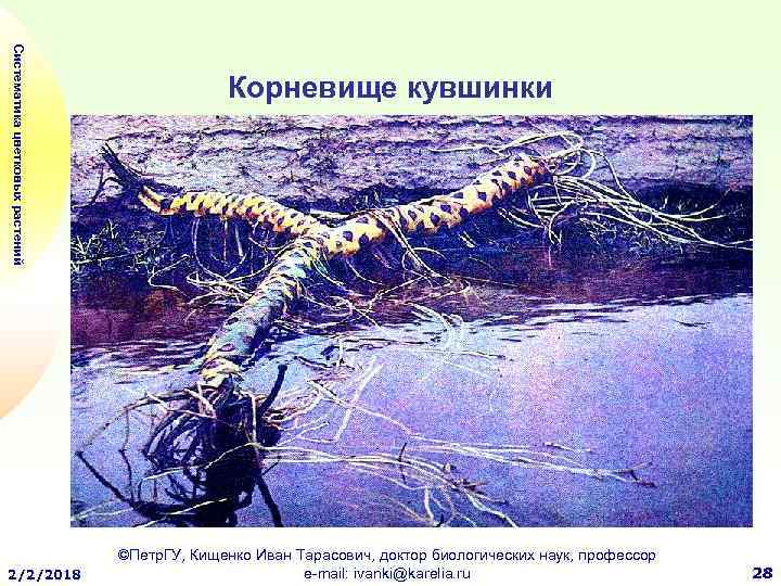Систематика цветковых растений 2/2/2018 Корневище кувшинки ©Петр. ГУ, Кищенко Иван Тарасович, доктор биологических наук,