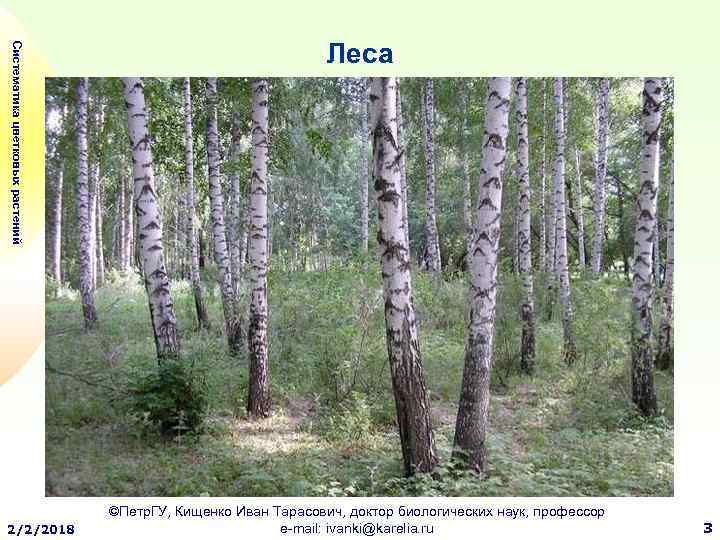 Систематика цветковых растений 2/2/2018 Леса ©Петр. ГУ, Кищенко Иван Тарасович, доктор биологических наук, профессор