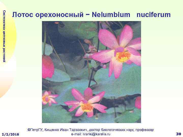 Систематика цветковых растений Лотос орехоносный − Nelumbium nuciferum 2/2/2018 ©Петр. ГУ, Кищенко Иван Тарасович,