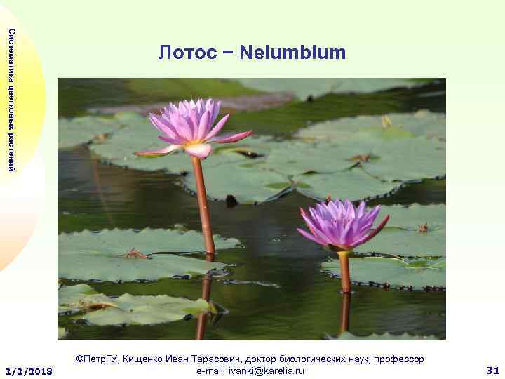 Систематика цветковых растений 2/2/2018 Лотос − Nelumbium ©Петр. ГУ, Кищенко Иван Тарасович, доктор биологических