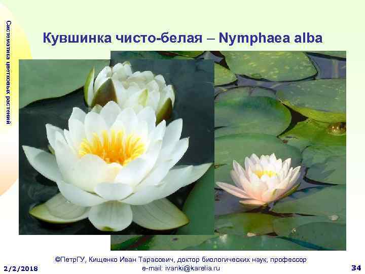 Систематика цветковых растений 2/2/2018 Кувшинка чисто-белая – Nymphaea alba ©Петр. ГУ, Кищенко Иван Тарасович,