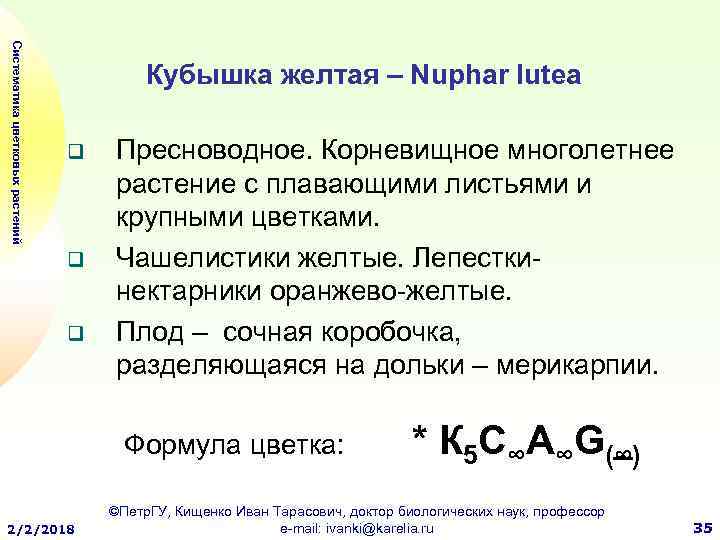 Систематика цветковых растений Кубышка желтая – Nuphar lutea q q q Пресноводное. Корневищное многолетнее