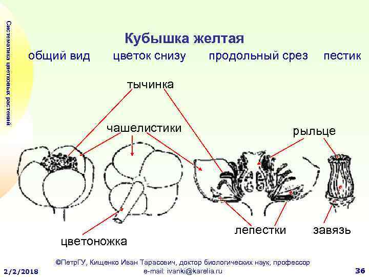 Систематика цветковых растений Кубышка желтая общий вид цветок снизу пестик тычинка чашелистики цветоножка 2/2/2018