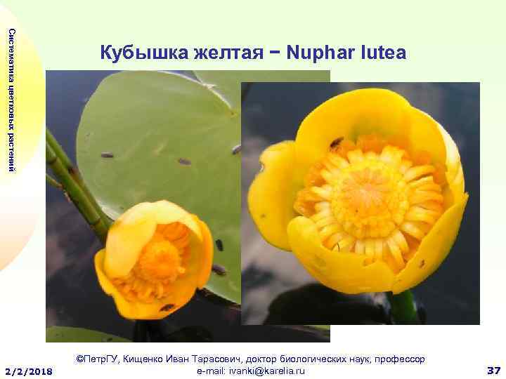 Кубышка характеристика. Кубышка (Nuphar). Кубышка желтая (Nuphar lutea). Кубышка желтая Nuphar luteum (l.) Smith. Кубышка желтая формула цветка.