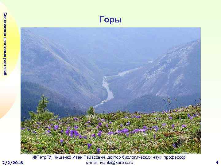 Систематика цветковых растений 2/2/2018 Горы ©Петр. ГУ, Кищенко Иван Тарасович, доктор биологических наук, профессор