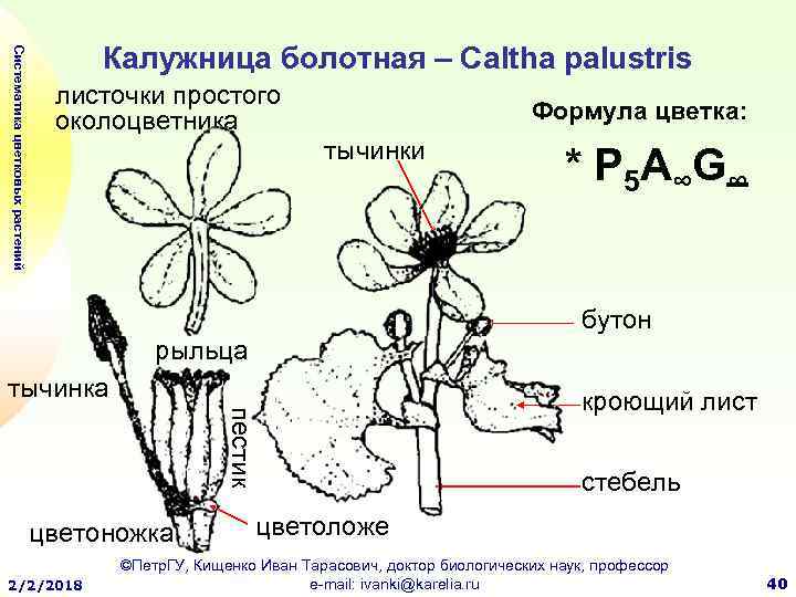 Калужница болотная диаграмма цветка