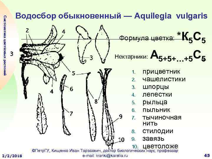 Водосбор обыкновенный диаграмма цветка