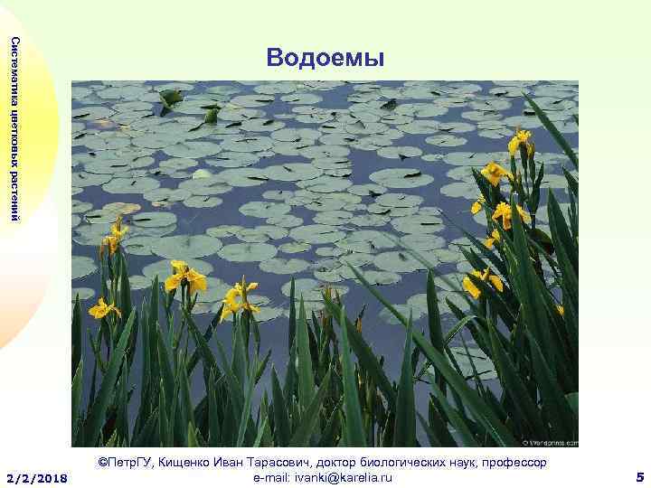Систематика цветковых растений 2/2/2018 Водоемы ©Петр. ГУ, Кищенко Иван Тарасович, доктор биологических наук, профессор