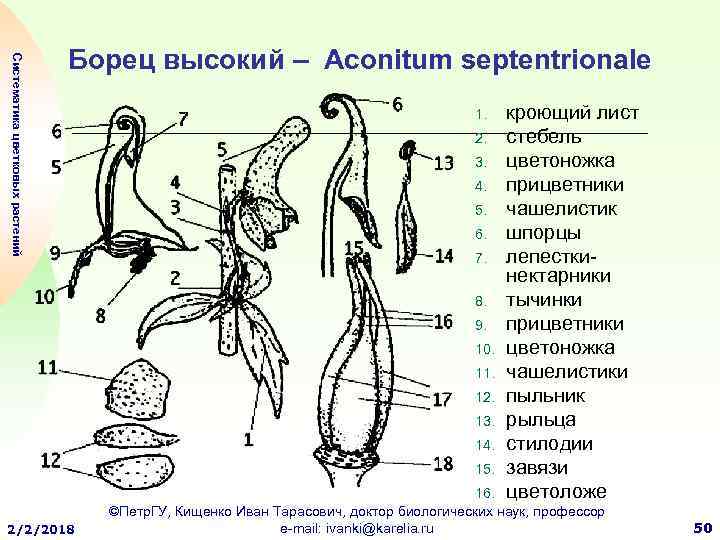Систематика цветковых растений Борец высокий – Aconitum septentrionale 1. 2. 3. 4. 5. 6.