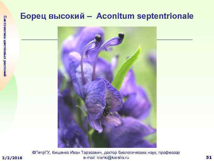 Систематика цветковых растений Борец высокий – Aconitum septentrionale 2/2/2018 ©Петр. ГУ, Кищенко Иван Тарасович,