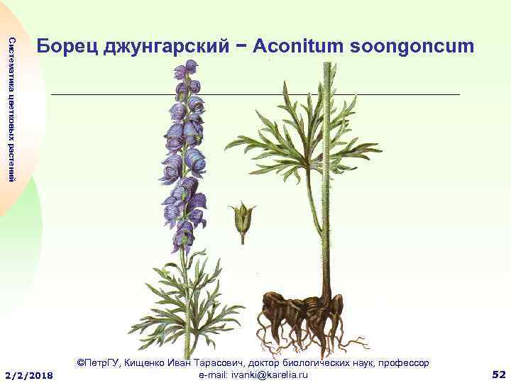 Систематика цветковых растений Борец джунгарский − Aconitum soongoncum 2/2/2018 ©Петр. ГУ, Кищенко Иван Тарасович,