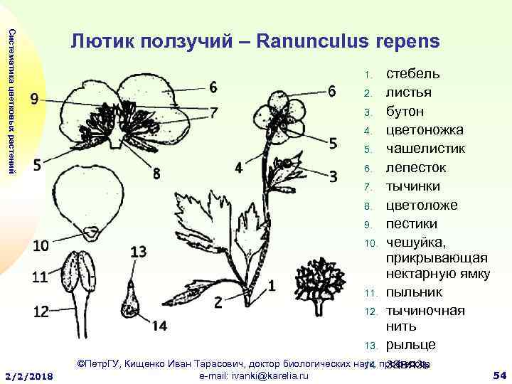 Органы растения выполняющие функцию полового размножения