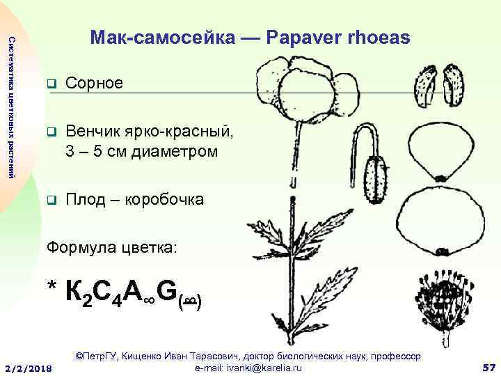 Коробочка плод схема