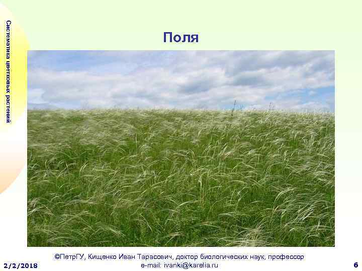 Систематика цветковых растений 2/2/2018 Поля ©Петр. ГУ, Кищенко Иван Тарасович, доктор биологических наук, профессор