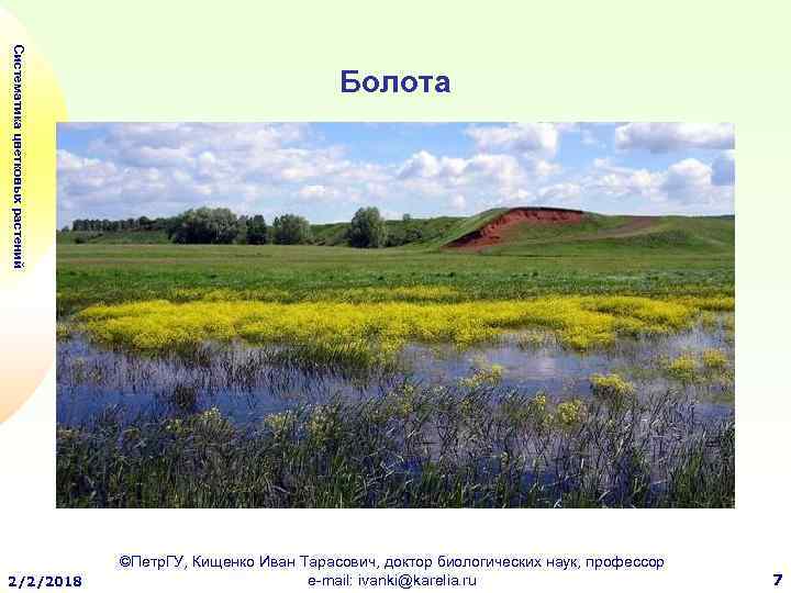 Систематика цветковых растений 2/2/2018 Болота ©Петр. ГУ, Кищенко Иван Тарасович, доктор биологических наук, профессор