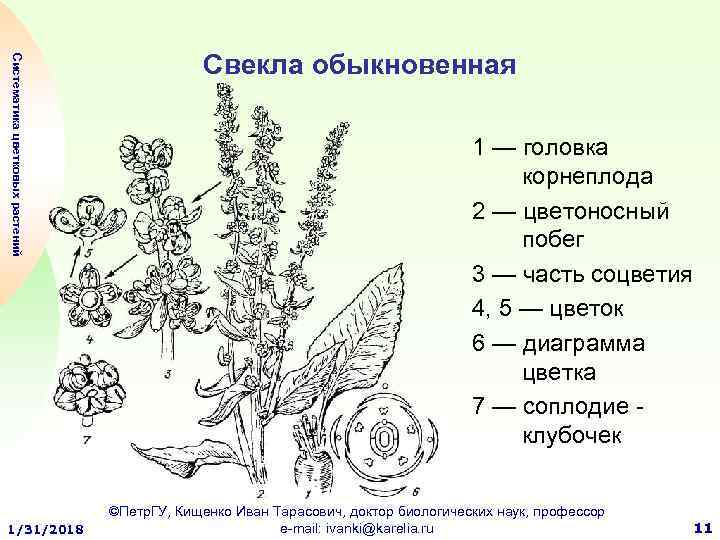 Диаграмма цветка свеклы обыкновенной