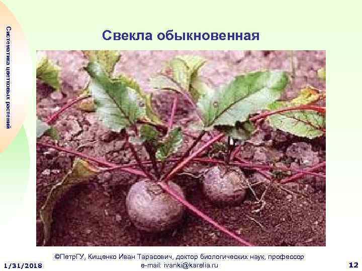 Систематика цветковых растений 1/31/2018 Свекла обыкновенная ©Петр. ГУ, Кищенко Иван Тарасович, доктор биологических наук,