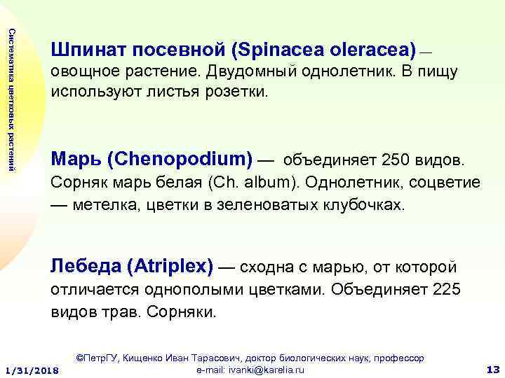 Систематика цветковых растений Шпинат посевной (Spinacea oleracea) — овощное растение. Двудомный однолетник. В пищу
