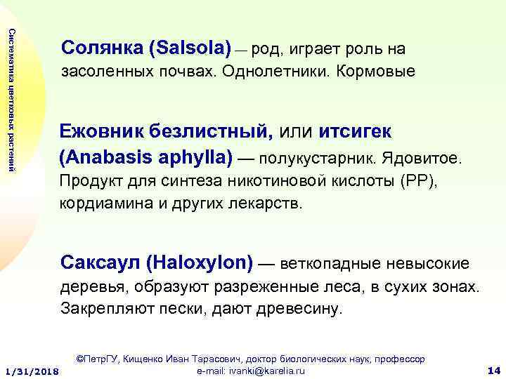 Систематика цветковых растений Солянка (Salsola) — род, играет роль на засоленных почвах. Однолетники. Кормовые