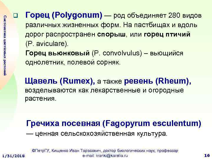 Систематика цветковых растений q Горец (Polygonum) — род объединяет 280 видов различных жизненных форм.