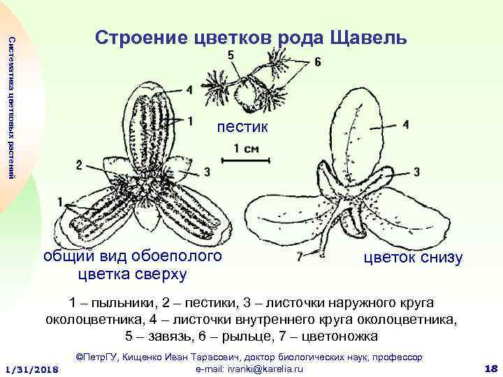 Общий план строения цветка