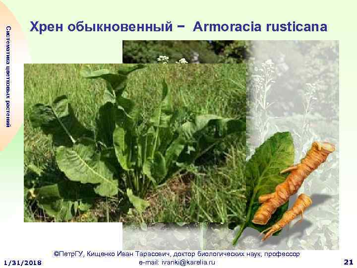 Систематика цветковых растений Хрен обыкновенный − Armoracia rusticana 1/31/2018 ©Петр. ГУ, Кищенко Иван Тарасович,