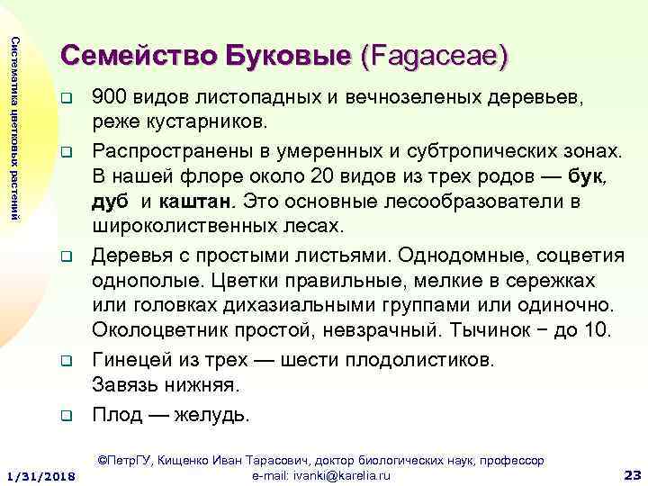 Систематика цветковых растений Семейство Буковые (Fagaceae) q q q 1/31/2018 900 видов листопадных и