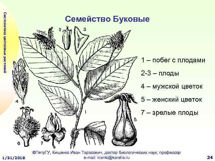 Систематика цветковых растений Семейство Буковые 1 – побег с плодами 2 -3 – плоды
